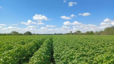 Strawberry Picking Places in Corpus Christi Texas