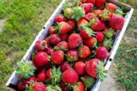 Strawberry Picking Places in Dallas Texas