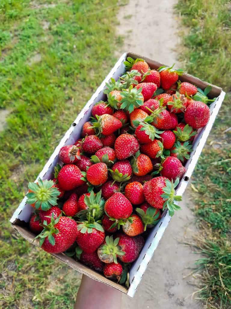 Strawberry Picking Places in Dallas Texas