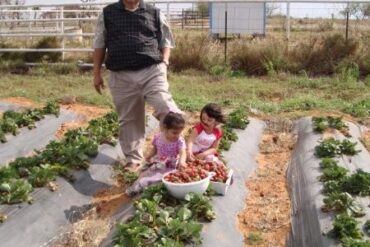 Strawberry Picking Places in Edinburg Texas