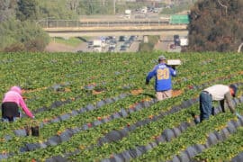 Strawberry Picking Places in El Cajon California