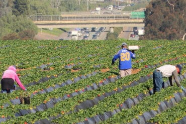 Strawberry Picking Places in El Cajon California