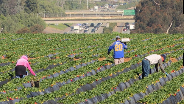 Strawberry Picking Places in El Cajon California