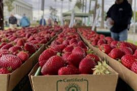 Strawberry Picking Places in Fairfield California