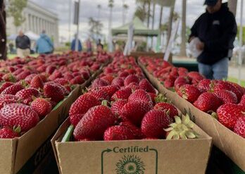 Strawberry Picking Places in Fairfield California