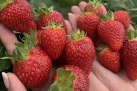 Strawberry Picking Places in Federal Way Washington