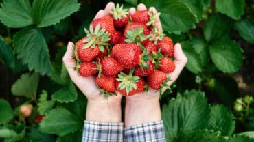 Strawberry Picking Places in Flower Mound town, Texas