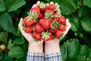 Strawberry Picking Places in Flower Mound town, Texas