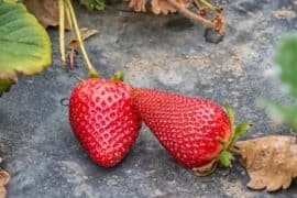 Strawberry Picking Places in Fontana California