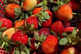 Strawberry Picking Places in Fort Worth Texas