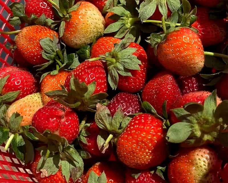 Strawberry Picking Places in Fort Worth Texas