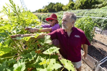 Strawberry Picking Places in Garland Texas