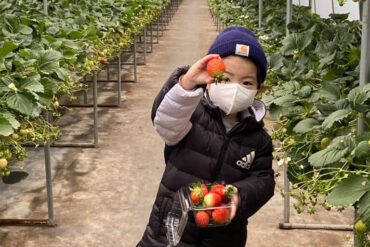 Strawberry Picking Places in Geylang