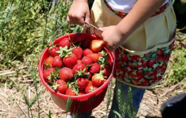 Strawberry Picking Places in Gilbert Town Arizona