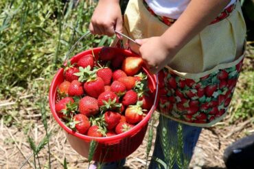 Strawberry Picking Places in Gilbert Town Arizona