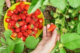 Strawberry Picking Places in Glendale Arizona