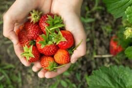 Strawberry Picking Places in Goodyear Arizona