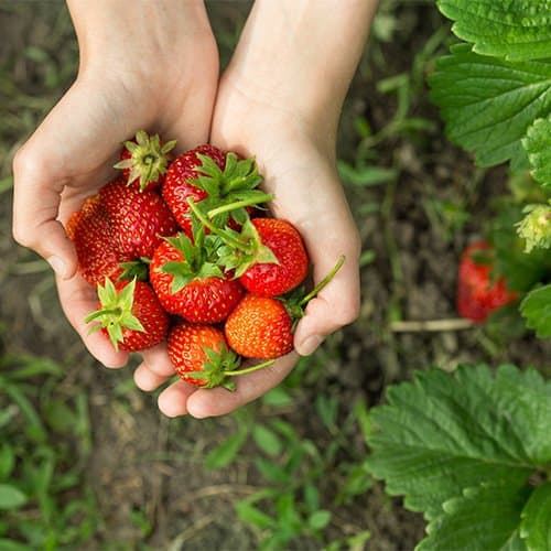 Strawberry Picking Places in Goodyear Arizona