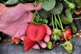 Strawberry Picking Places in Grand Prairie Texas