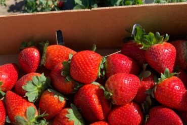 Strawberry Picking Places in Hougang