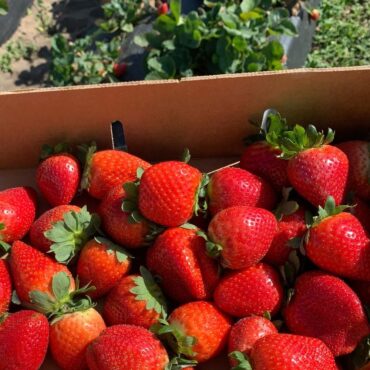 Strawberry Picking Places in Hougang