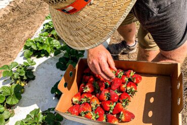 Strawberry Picking Places in Houston Texas