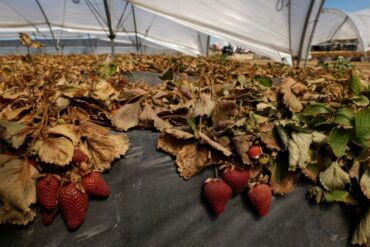 Strawberry Picking Places in Islands New Territories