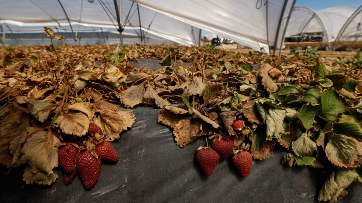 Strawberry Picking Places in Islands New Territories