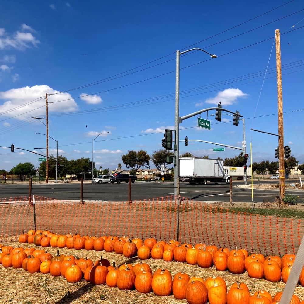 Strawberry Picking Places in Jurupa Valley California