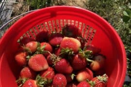 Strawberry Picking Places in Kallang