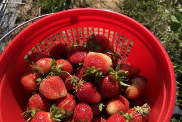 Strawberry Picking Places in Kallang