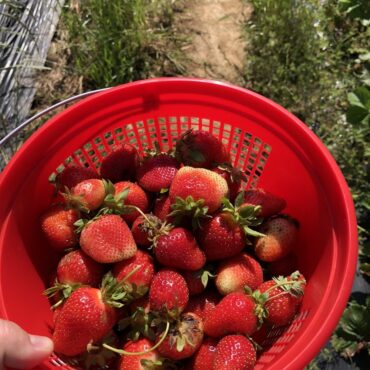 Strawberry Picking Places in Kallang