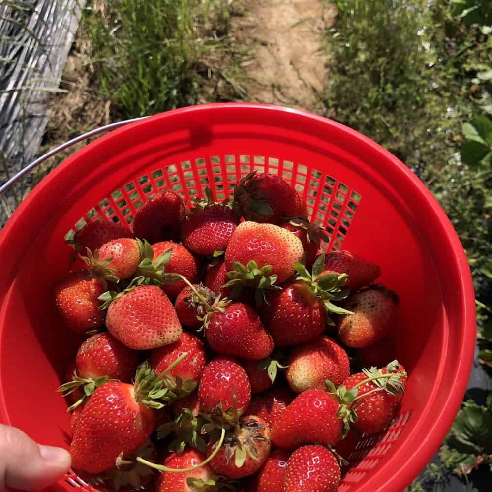 Strawberry Picking Places in Kallang