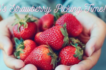 Strawberry Picking Places in Kansas City Kansas