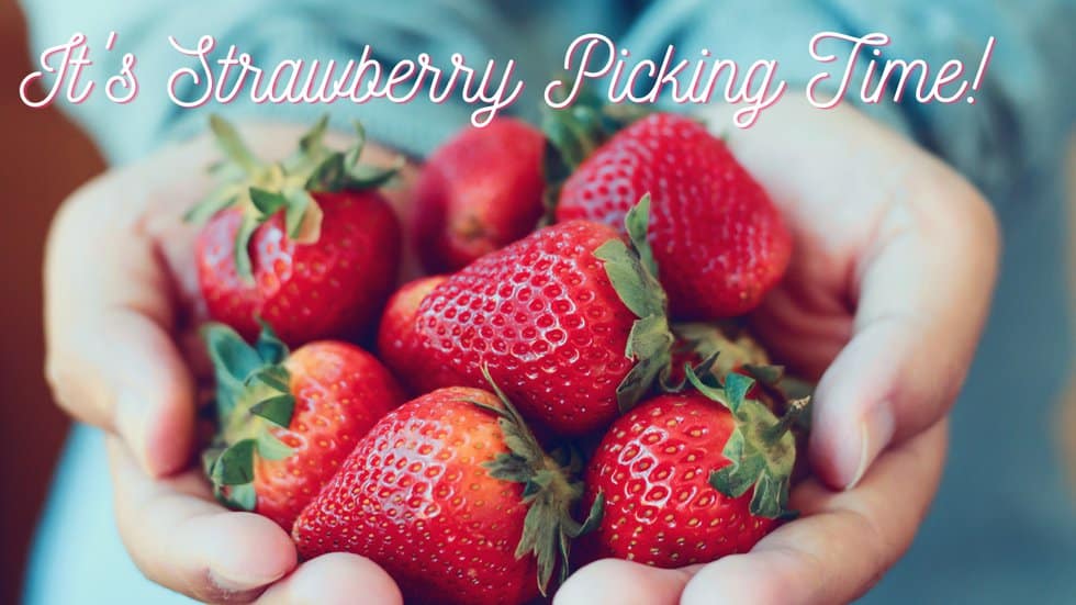 Strawberry Picking Places in Kansas City Kansas