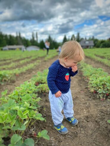 Strawberry Picking Places in Kent Washington