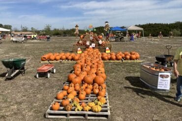 Strawberry Picking Places in Killeen Texas