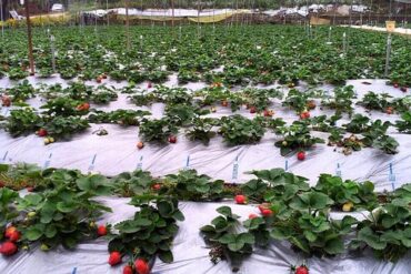 Strawberry Picking Places in Kwun Tong Kowloon