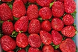 Strawberry Picking Places in Lakewood California