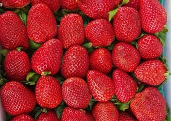 Strawberry Picking Places in Lakewood California