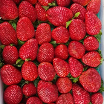 Strawberry Picking Places in Lakewood California