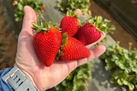 Strawberry Picking Places in Lancaster California