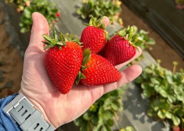 Strawberry Picking Places in Lancaster California