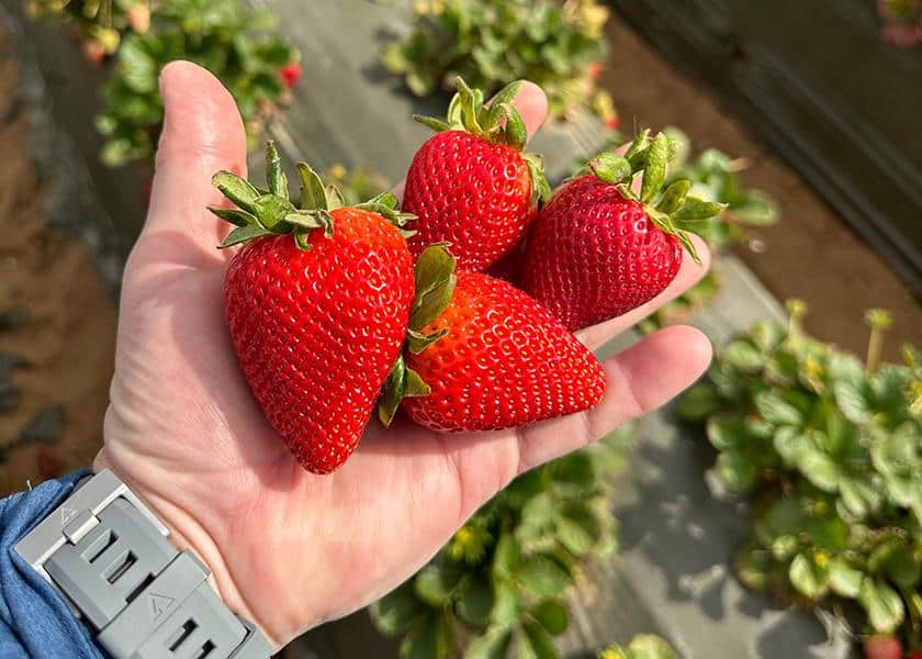 Best Strawberry Picking Places In Lancaster California   Strawberry Picking Places In Lancaster California 