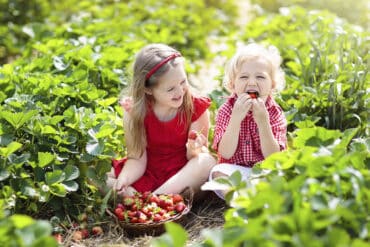 Strawberry Picking Places in Lynwood California