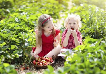 Strawberry Picking Places in Lynwood California