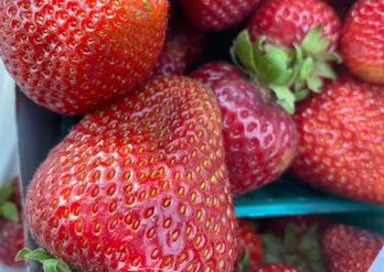 Strawberry Picking Places in Manteca California