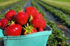 Strawberry Picking Places in Marine Parade