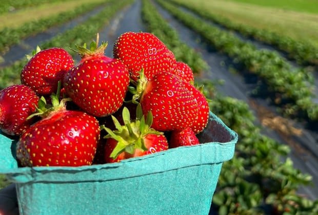 Strawberry Picking Places in Marine Parade