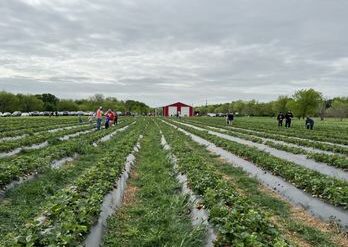 Strawberry Picking Places in McKinney Texas